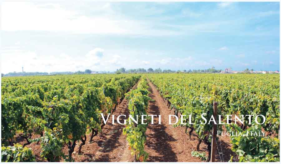 ヴィニエティ・デル・サレント (Vigneti del Salento) イタリア、プーリア ヴィニエティ・デル・サレント (Vigneti del Salento) イタリア、プーリア