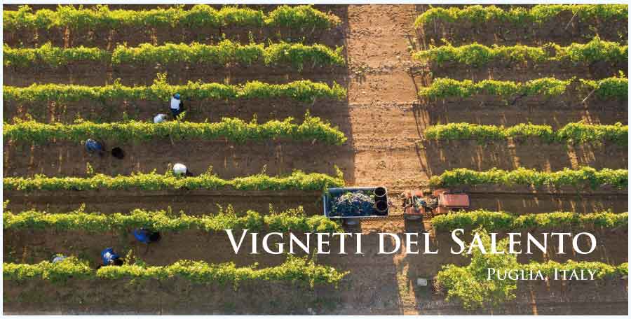 ヴィニエティ・デル・サレント (Vigneti del Salento) イタリア、プーリア ヴィニエティ・デル・サレント (Vigneti del Salento) イタリア、プーリア