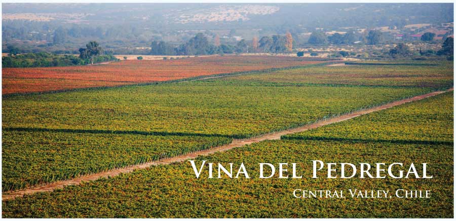 ビーニャ・デル・ペドリガル (Vina del Pedregal) イタリア、プーリア州、サレント