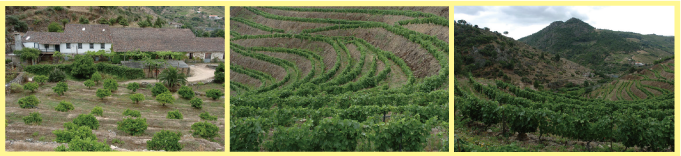 ポルトガル・フランスワインなど各国ワイン通販　レ・ブルジョン　ジンブロのぶどう畑２